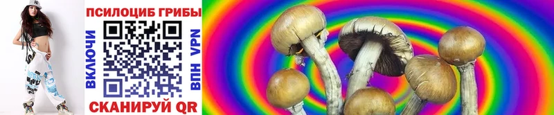 дарнет шоп Новоульяновск Галлюциногенные грибы Psilocybine cubensis